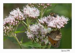 Schmetterling von weißer Spinne gefangen...