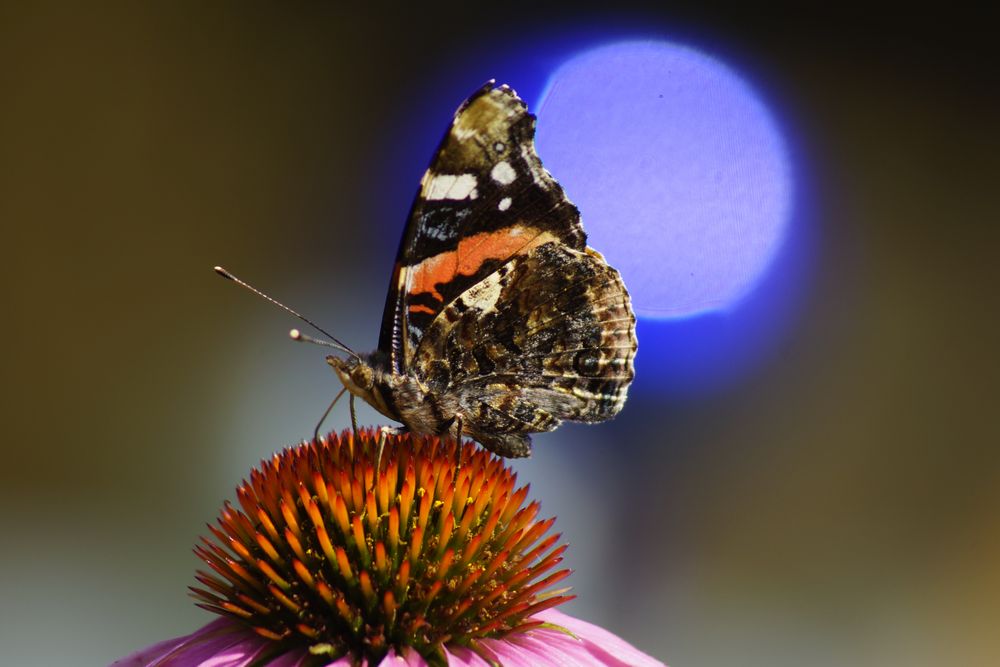 Schmetterling vor Blau