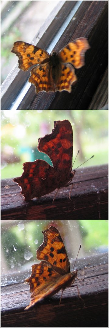 Schmetterling vor Bremsscheibe