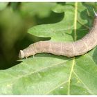 Schmetterling vor der Metamorphose ;-)