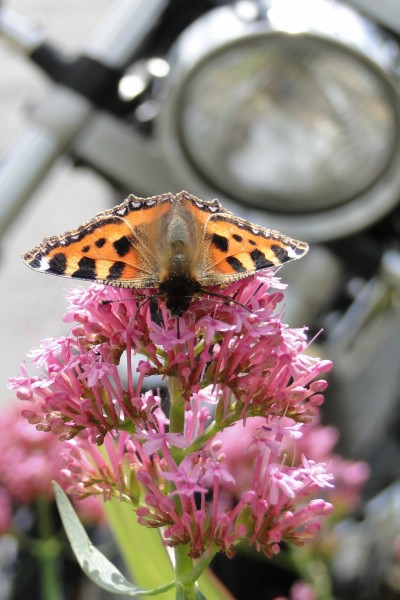 Schmetterling vor Motorrad