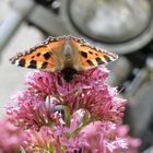 Schmetterling vor Motorrad