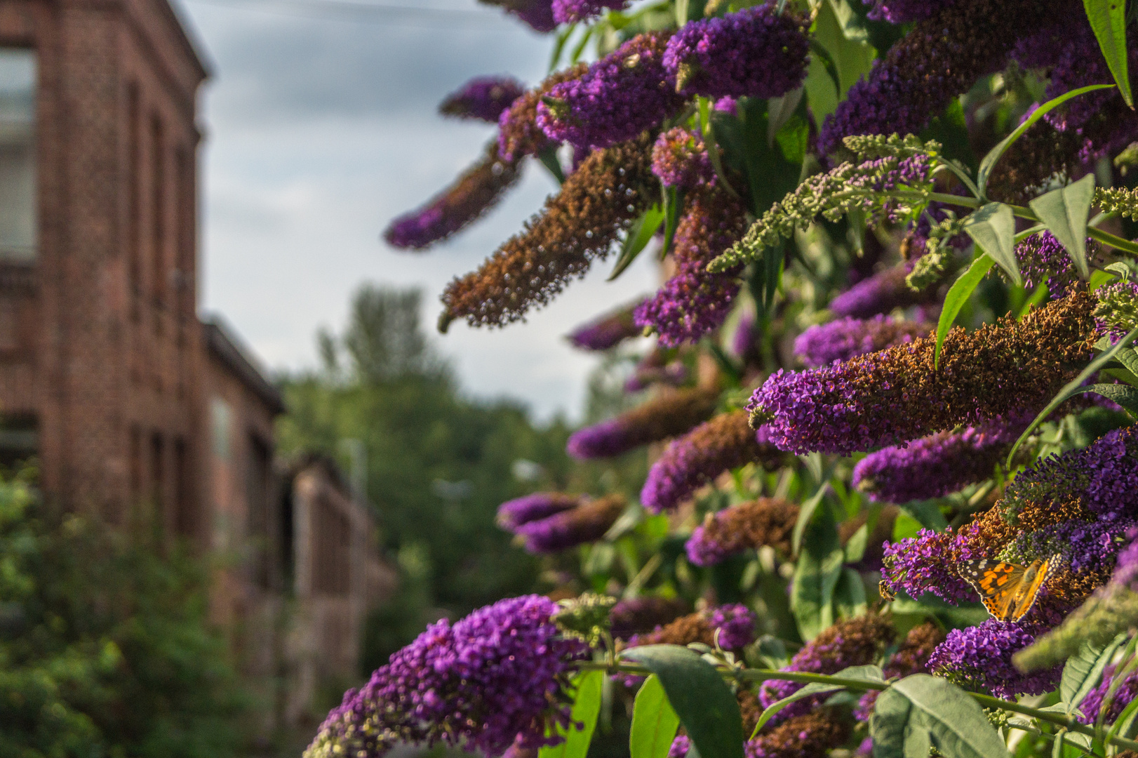 Schmetterling vor Ruine