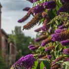 Schmetterling vor Ruine