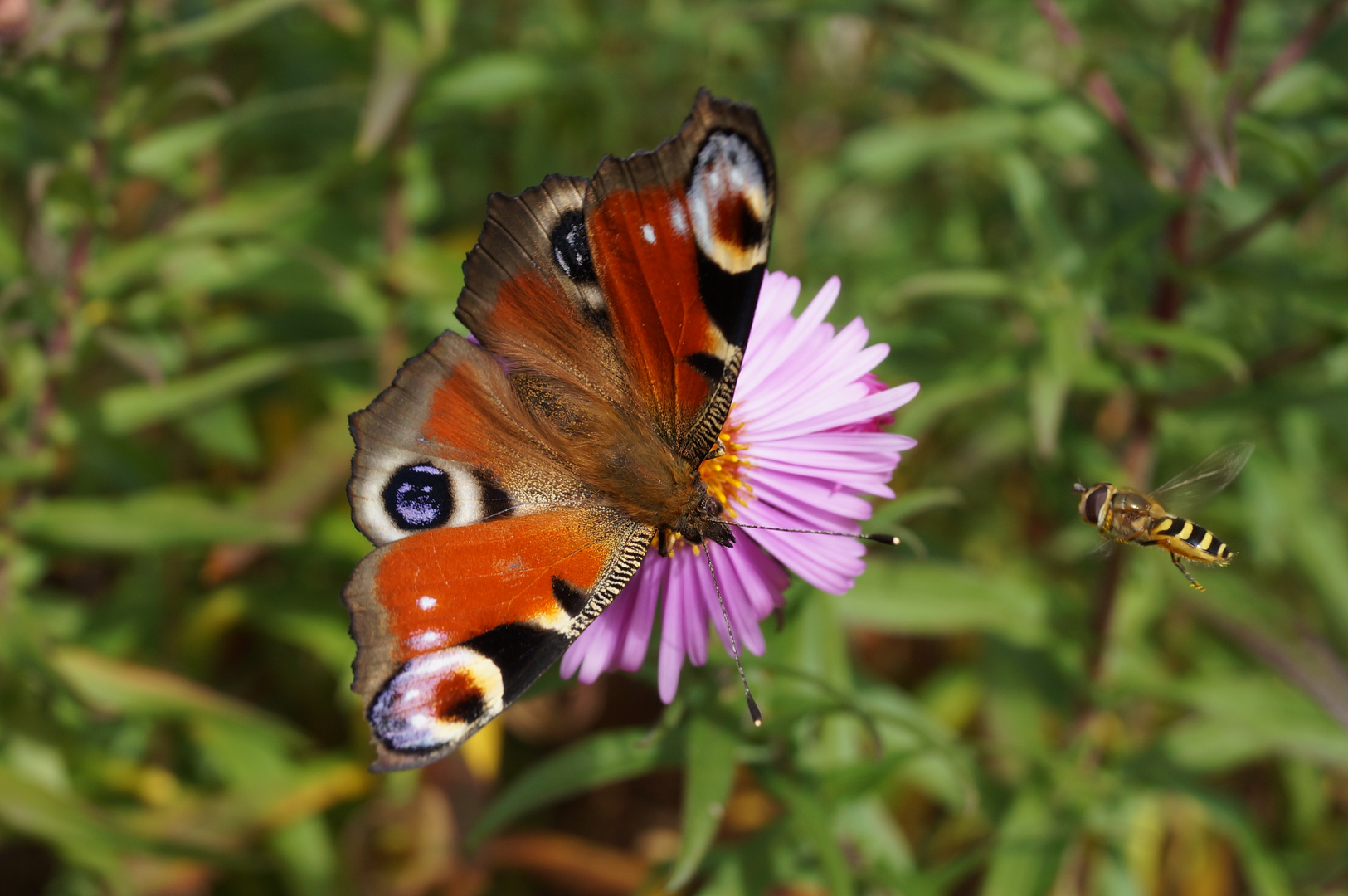 Schmetterling vs. Schwebefliege