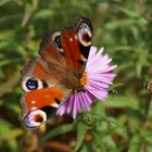 Schmetterling vs. Schwebefliege