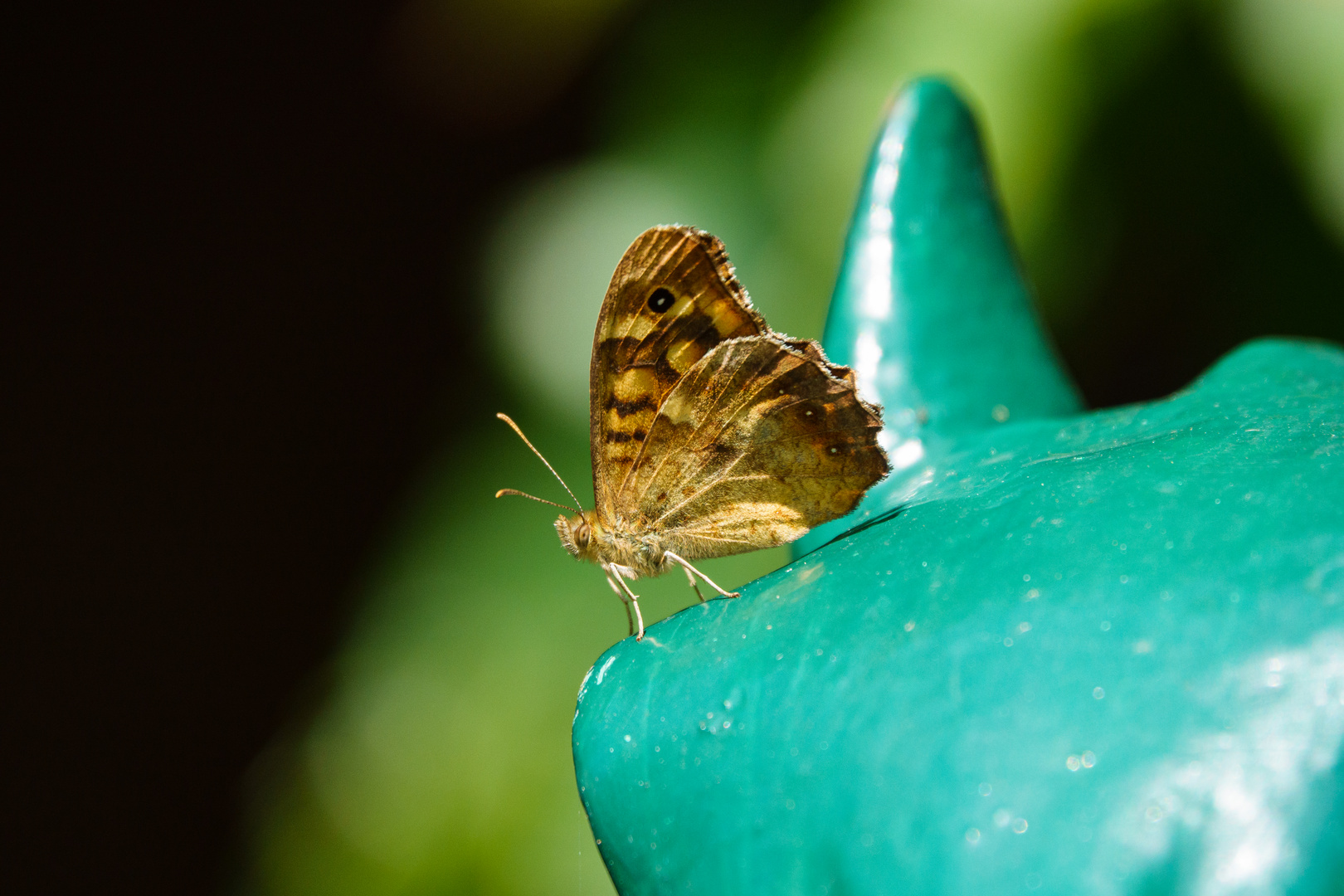 Schmetterling Waldbrettspiel