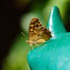 Schmetterling Waldbrettspiel