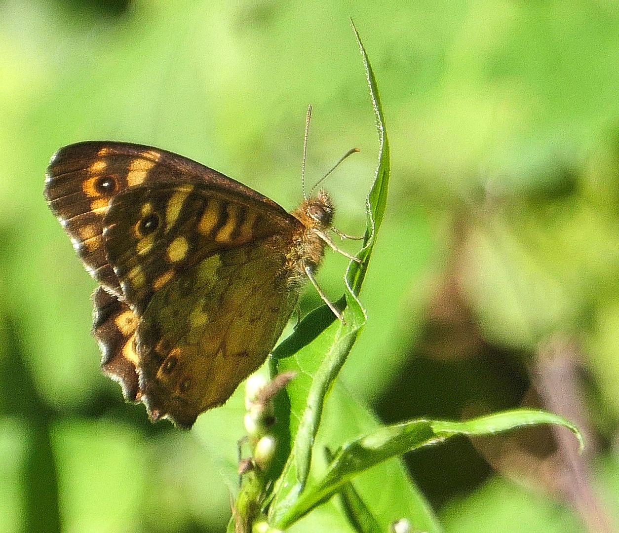 Schmetterling Waldbrettspiel