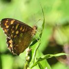 Schmetterling Waldbrettspiel