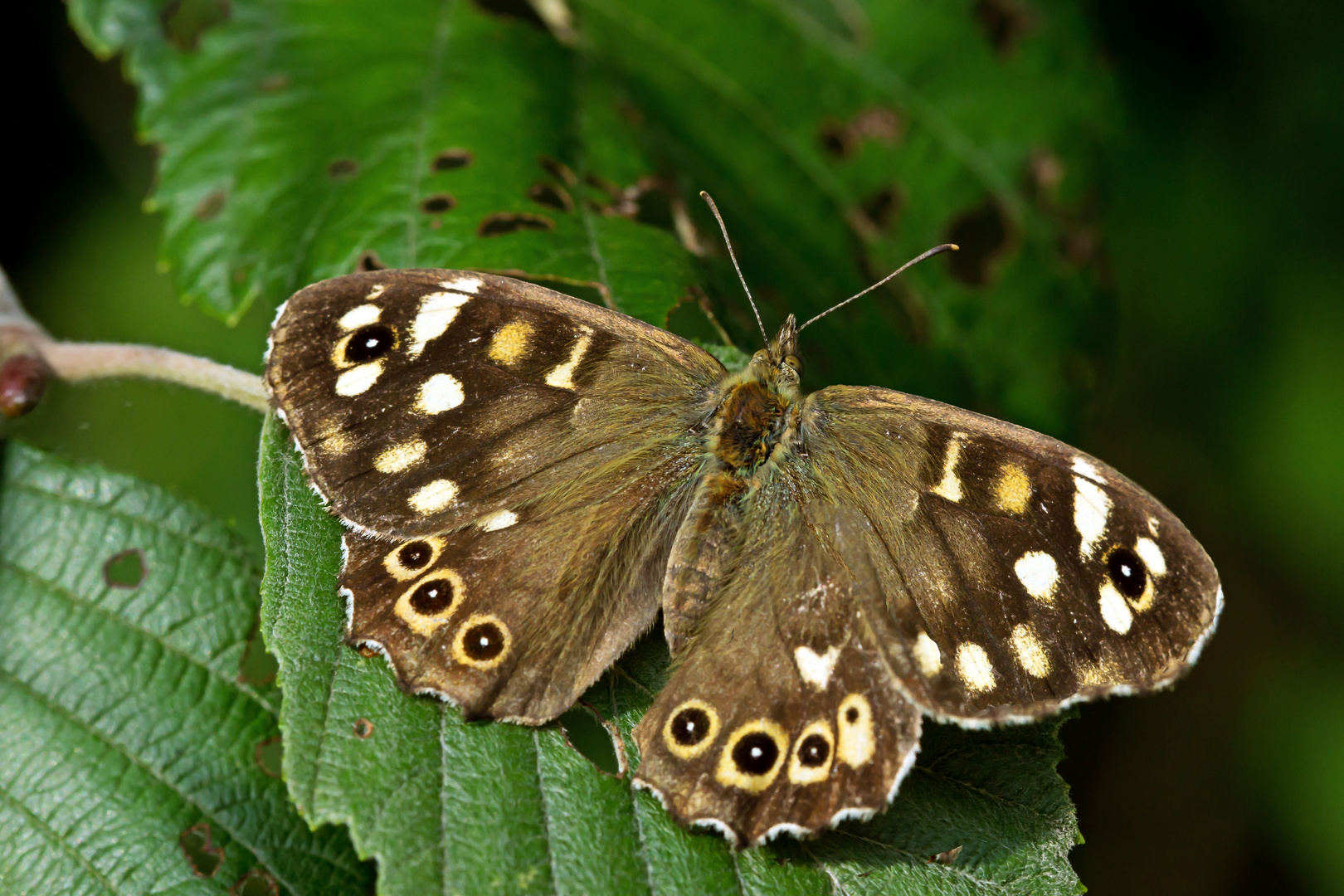 Schmetterling "Waldbrettspiel" (Pararge aegeria tircis)