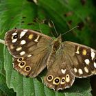 Schmetterling "Waldbrettspiel" (Pararge aegeria tircis)