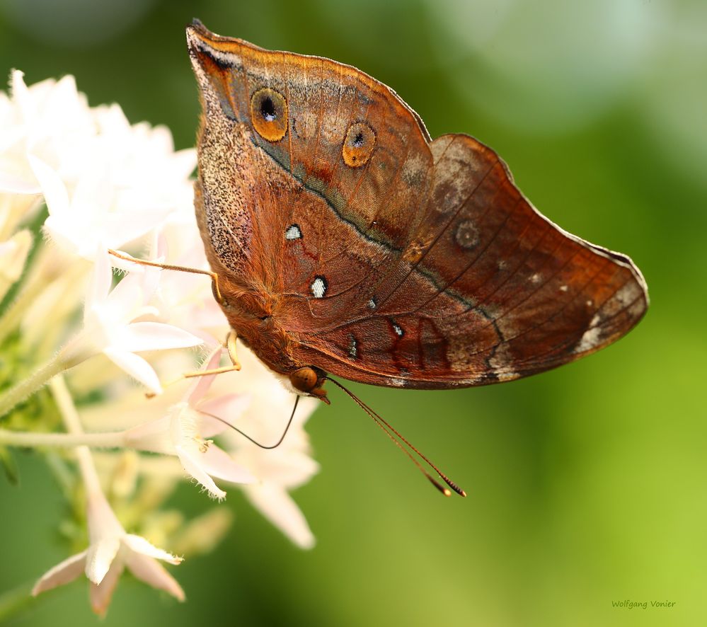 Schmetterling - Wandelndes Blatt Doleschalia bisaltide