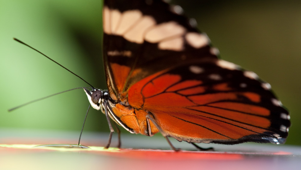 Schmetterling - was auch immer für einer