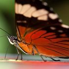 Schmetterling - was auch immer für einer