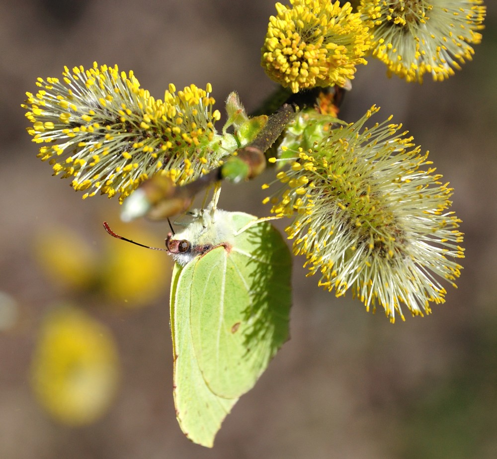 Schmetterling ... was sonst!