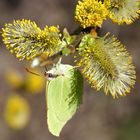 Schmetterling ... was sonst!