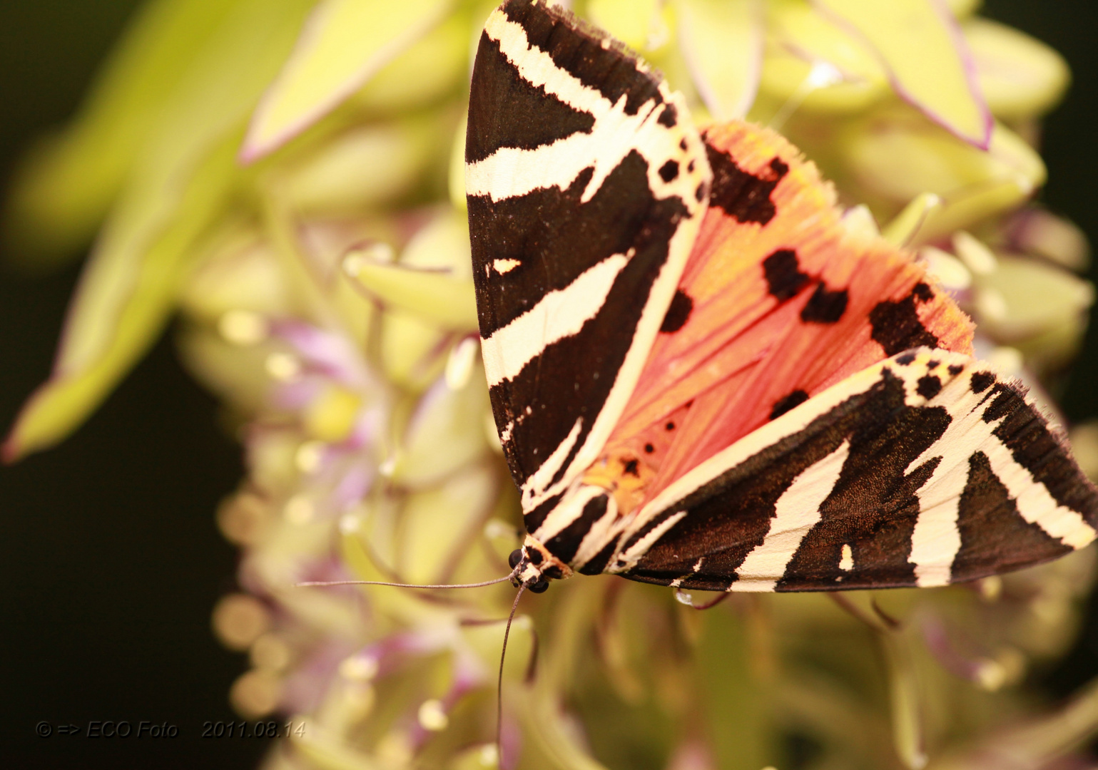 Schmetterling Wegerich Bär