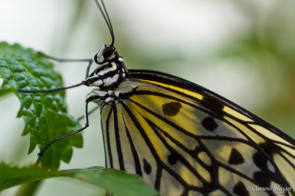 Schmetterling weiss gelb