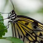 Schmetterling weiss gelb