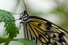 Schmetterling weiss gelb