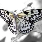 Schmetterling "Weiße Baumnymphe"