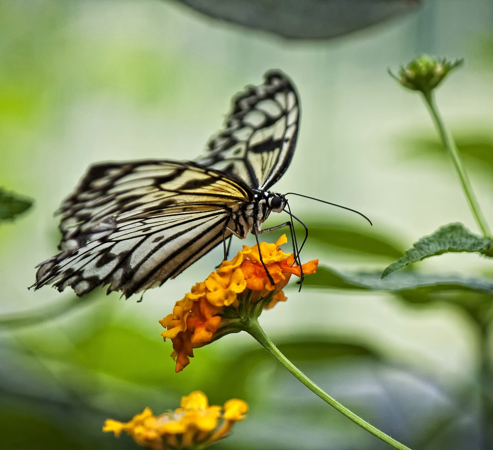 Schmetterling - Weiße Baumnymphe