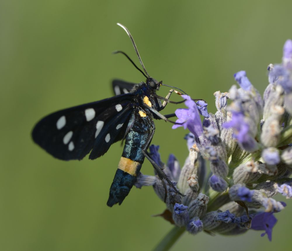 Schmetterling Weißfleckwidderchen (Amata phegea)