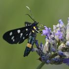 Schmetterling Weißfleckwidderchen (Amata phegea)