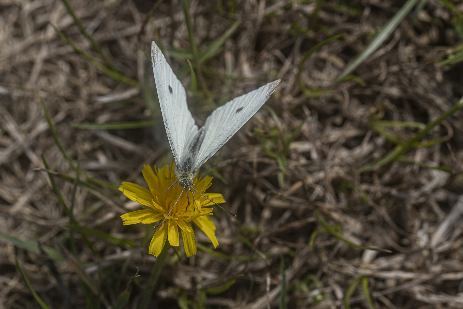 Schmetterling Weißling-2059
