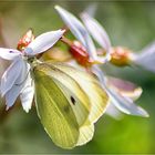 Schmetterling ... Weißling ...