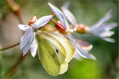 Schmetterling ... Weißling ...