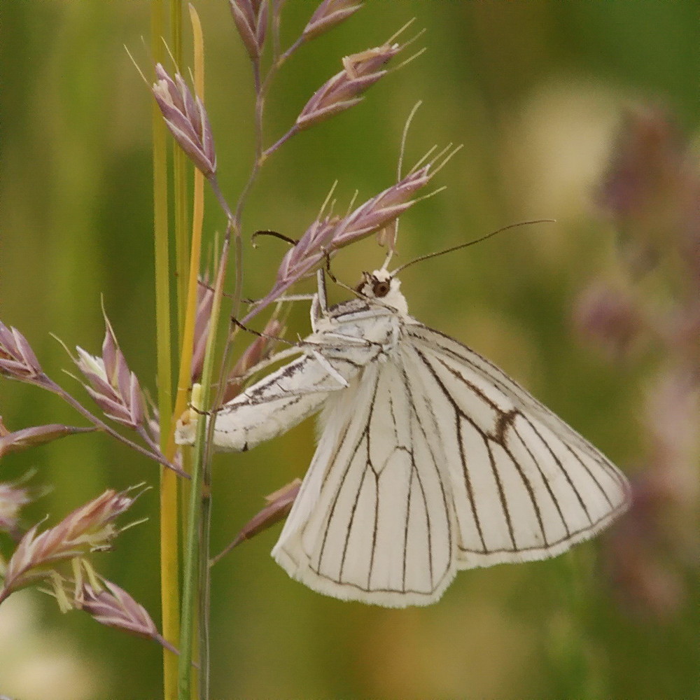 Schmetterling, Weißling nur welcher