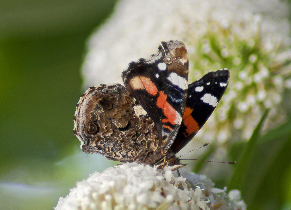 Schmetterling (Welche Art??)