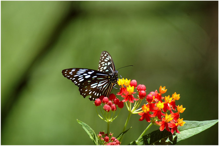 Schmetterling, welche Art ... gute Frage