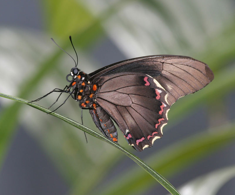 Schmetterling (wenn ich nur wüsste welcher?)