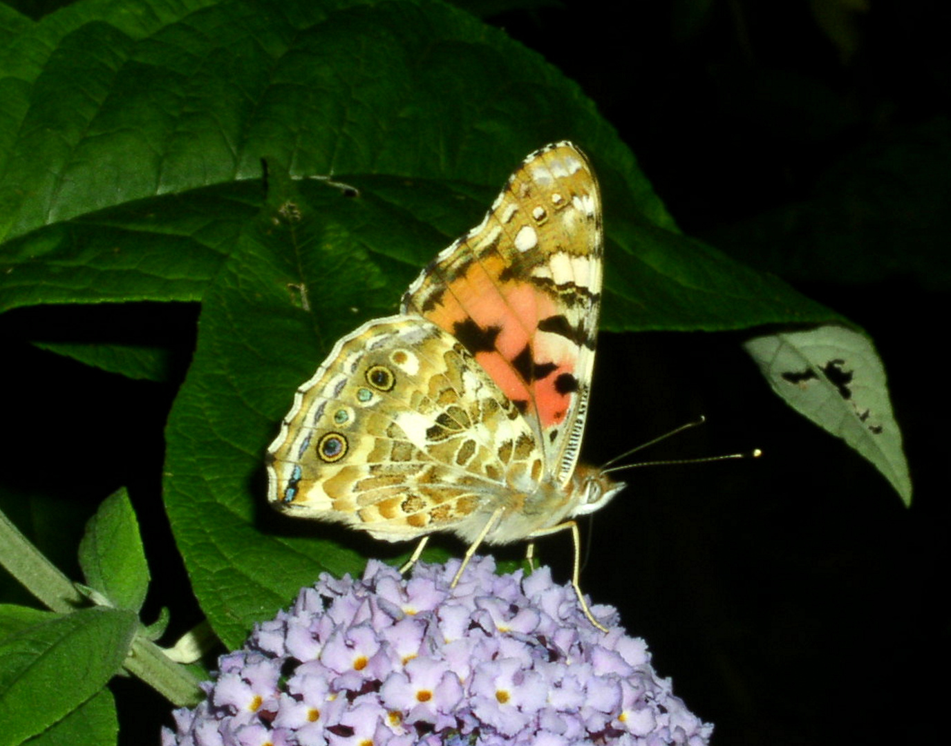 Schmetterling (wenn ich nur wüßte welcher...) auf Sommerflieder