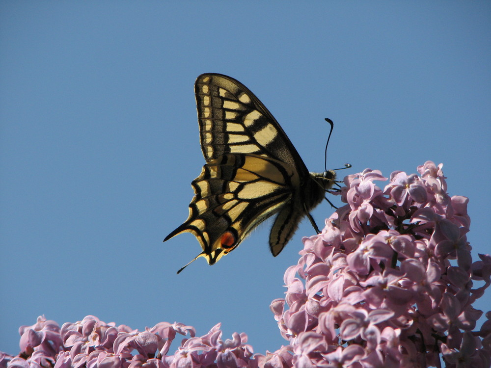 Schmetterling. Wer bin ich?