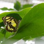 Schmetterling - wer guckt denn da