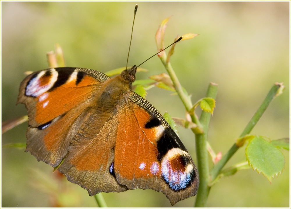 Schmetterling-Wetter.....