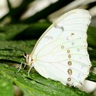 Schmetterling  White Morpho-Morpho polyphemus