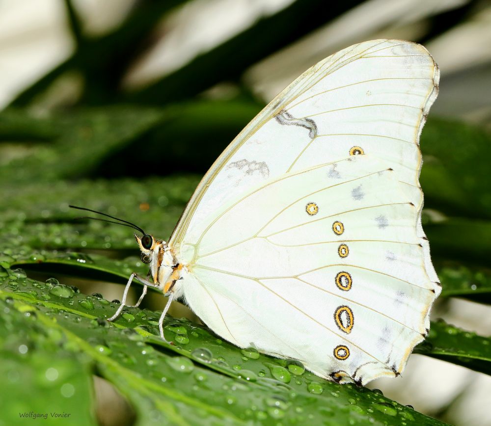 Schmetterling  White Morpho-Morpho polyphemus