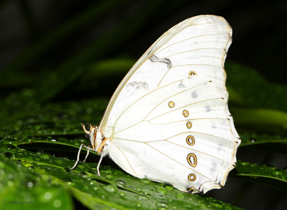 Schmetterling White Morpho-Morpho polyphemus