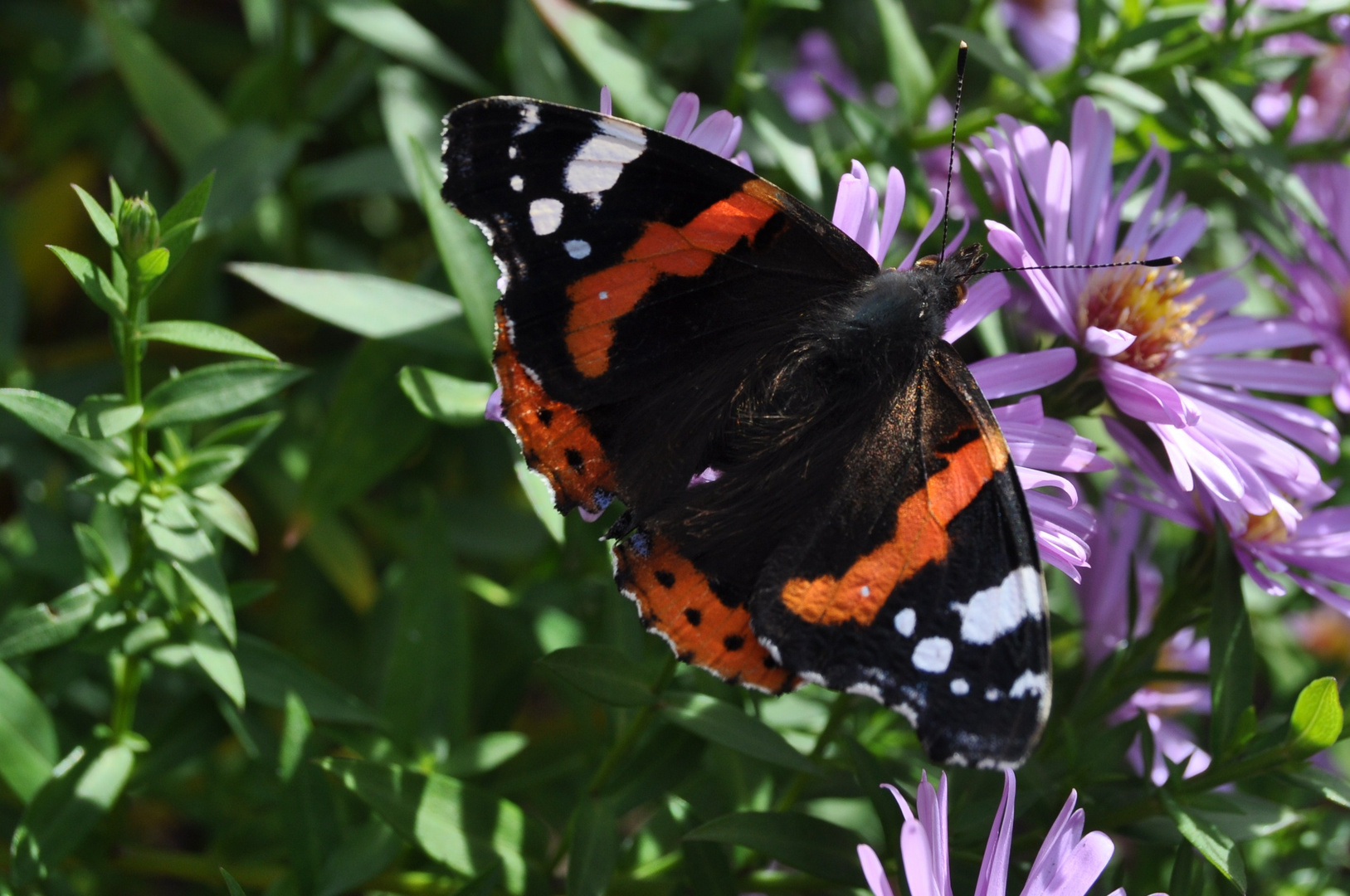 Schmetterling wie bist du so schön