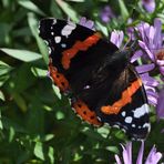 Schmetterling wie bist du so schön