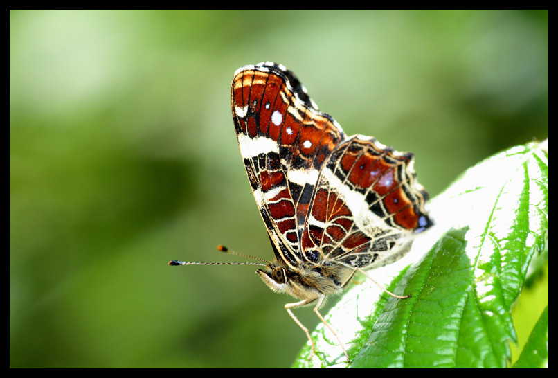 Schmetterling Wienburgpark