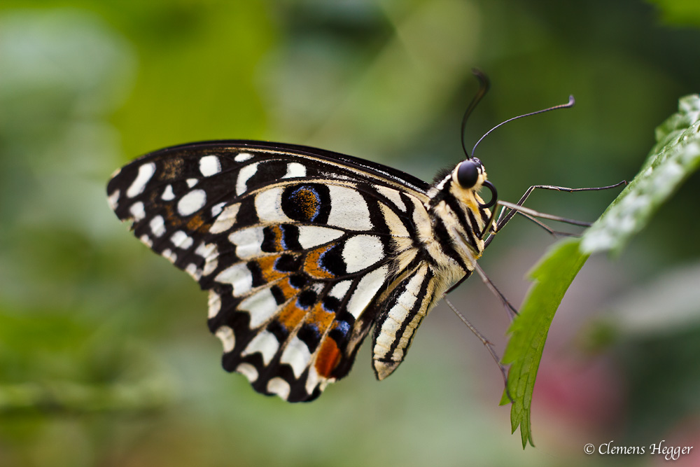 Schmetterling wiess orange