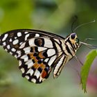 Schmetterling wiess orange