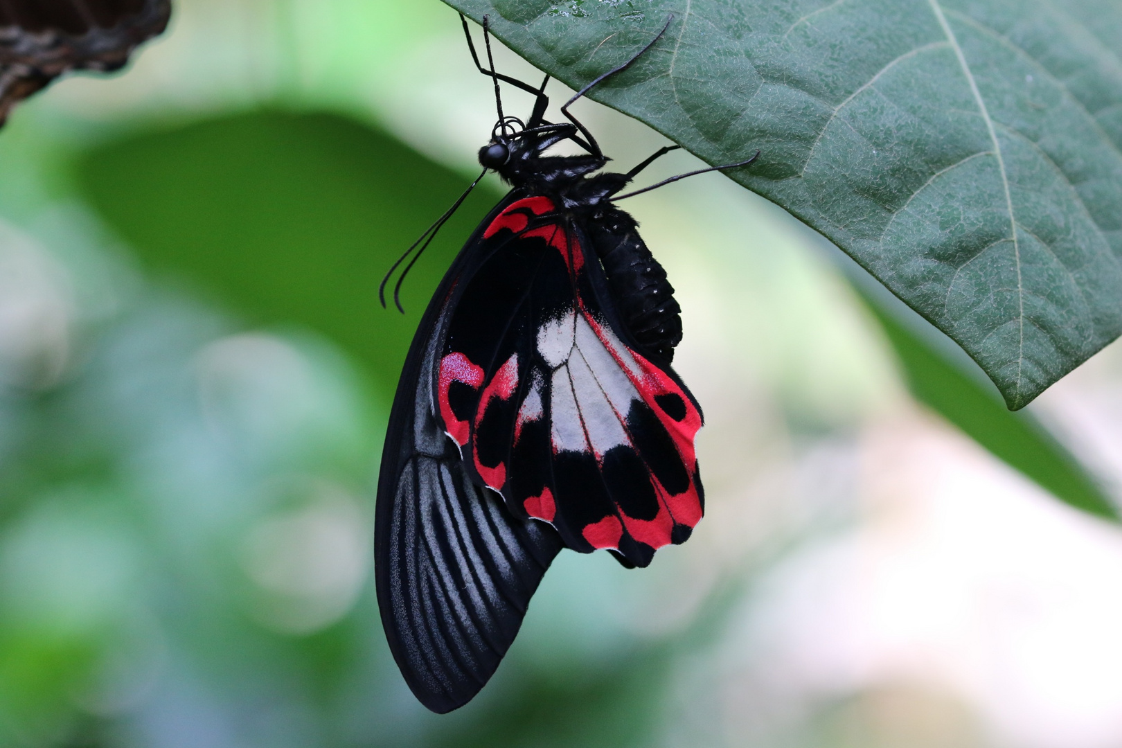 Schmetterling Wilhelma