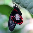 Schmetterling Wilhelma